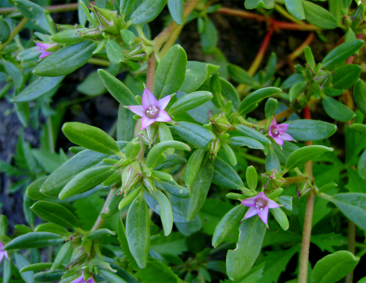 Sesuvium hydaspicum