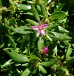 Sesuvium hydaspicum