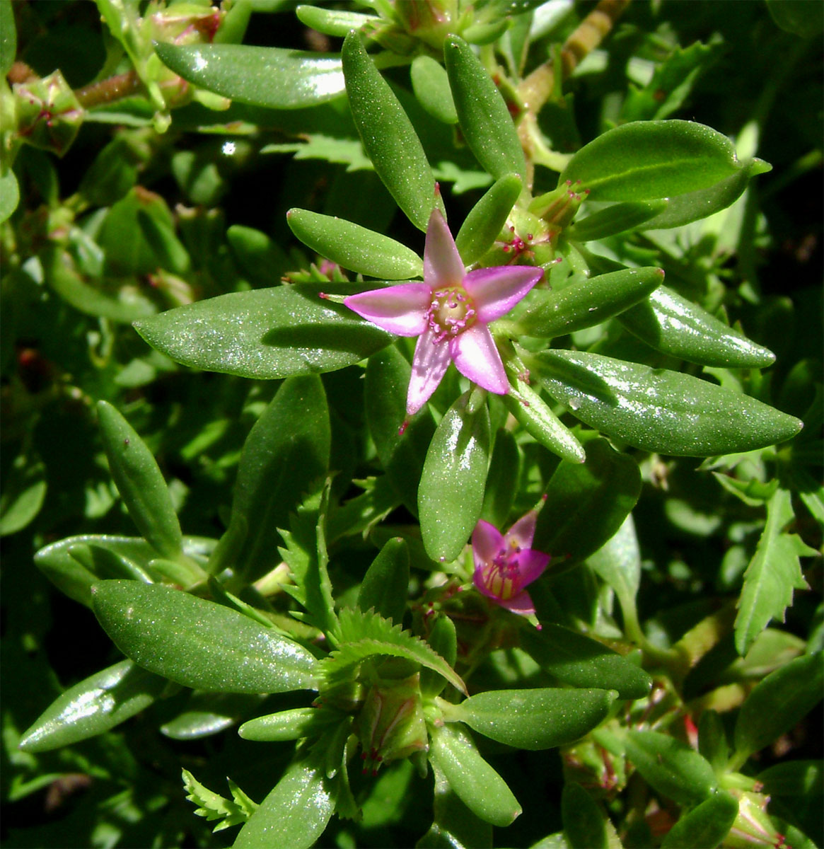 Sesuvium hydaspicum