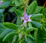 Sesuvium hydaspicum