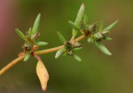 Sesuvium hydaspicum
