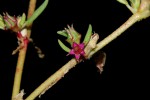 Sesuvium hydaspicum
