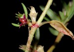 Sesuvium hydaspicum