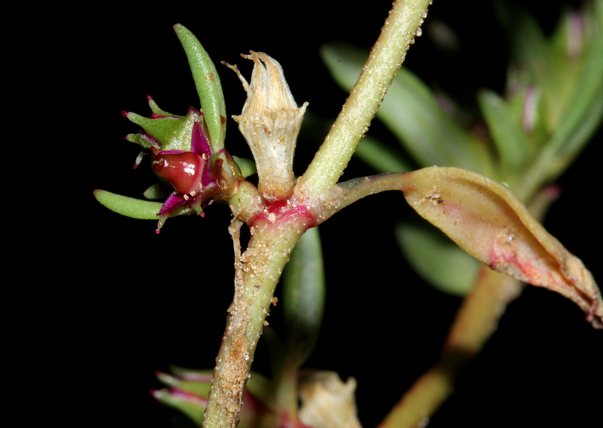 Sesuvium hydaspicum
