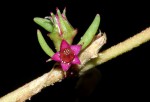 Sesuvium hydaspicum