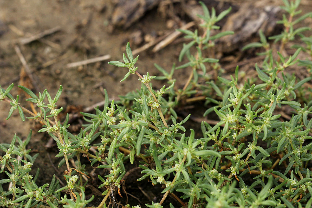 Trianthema salsoloides var. transvaalensis