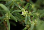 Trianthema salsoloides var. transvaalensis