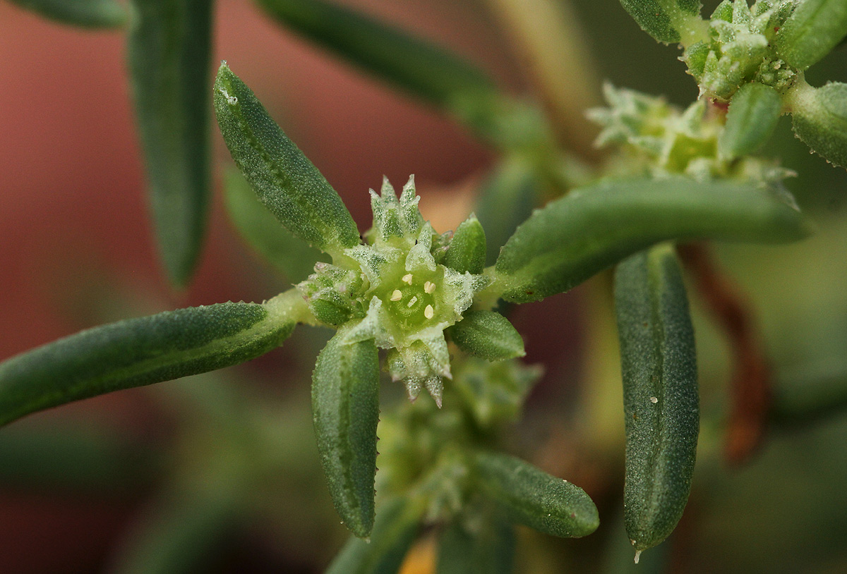 Trianthema salsoloides var. transvaalensis