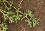 Trianthema triquetrum