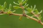 Trianthema triquetrum