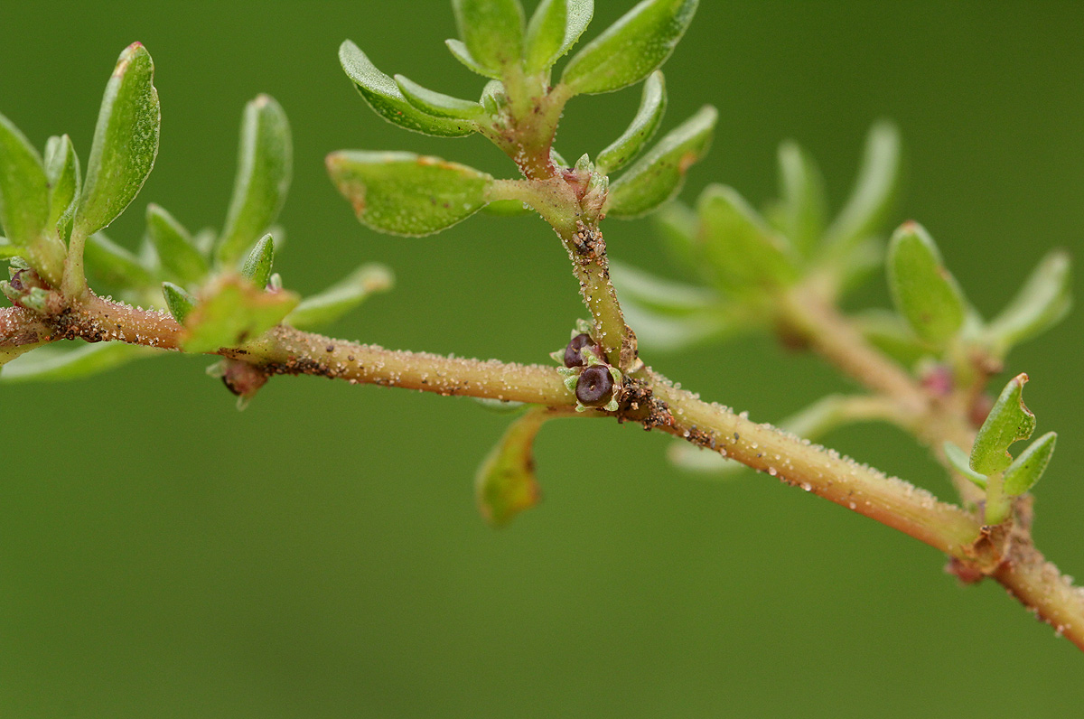 Trianthema triquetrum