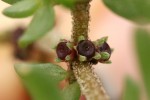 Trianthema triquetrum