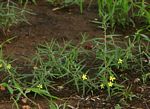 Talinum tenuissimum