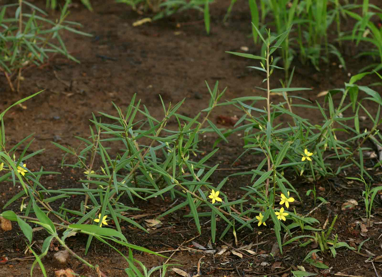 Talinum tenuissimum