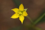 Talinum tenuissimum