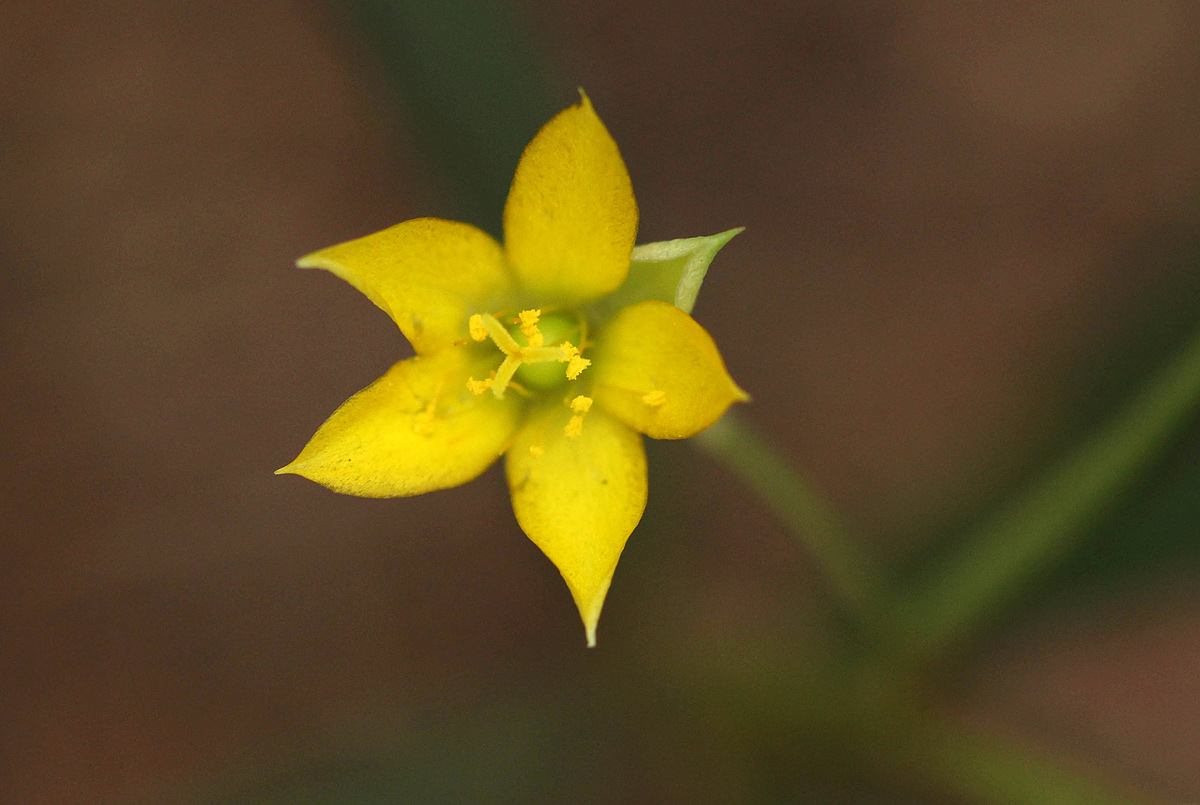 Talinum tenuissimum