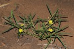 Talinum tenuissimum