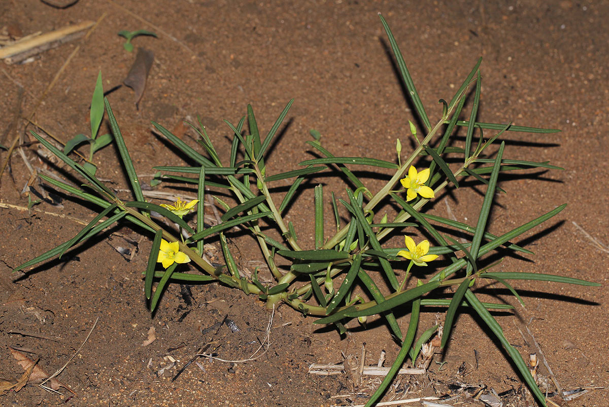 Talinum tenuissimum