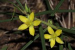 Talinum tenuissimum