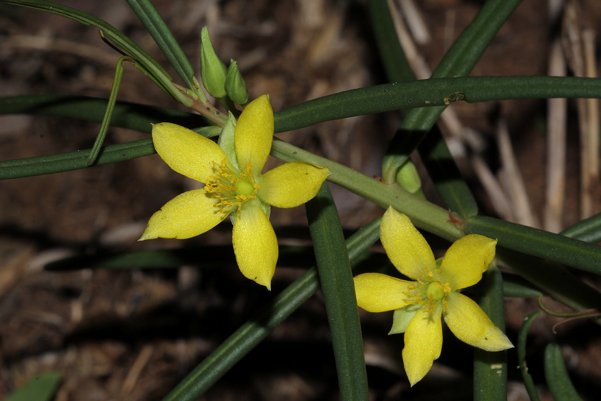 Talinum tenuissimum