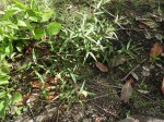 Talinum tenuissimum