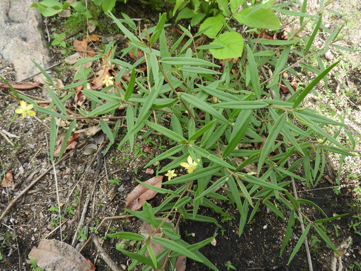 Talinum tenuissimum