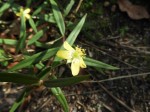 Talinum tenuissimum