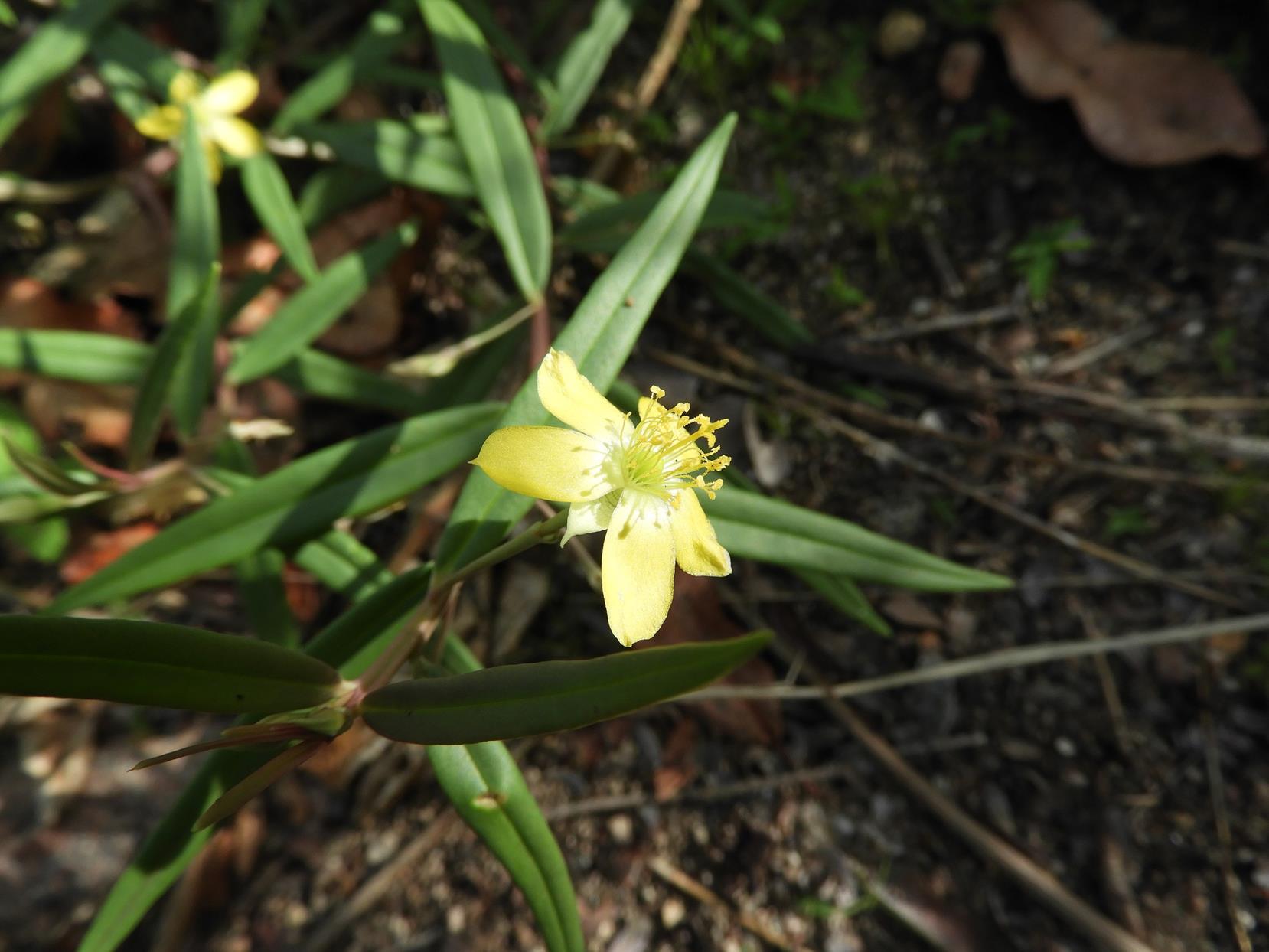 Talinum tenuissimum