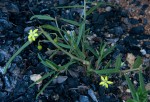 Talinum tenuissimum