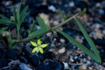 Talinum tenuissimum