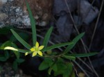 Talinum tenuissimum