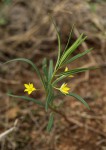 Talinum tenuissimum