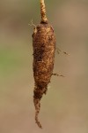 Talinum tenuissimum