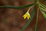 Talinum tenuissimum