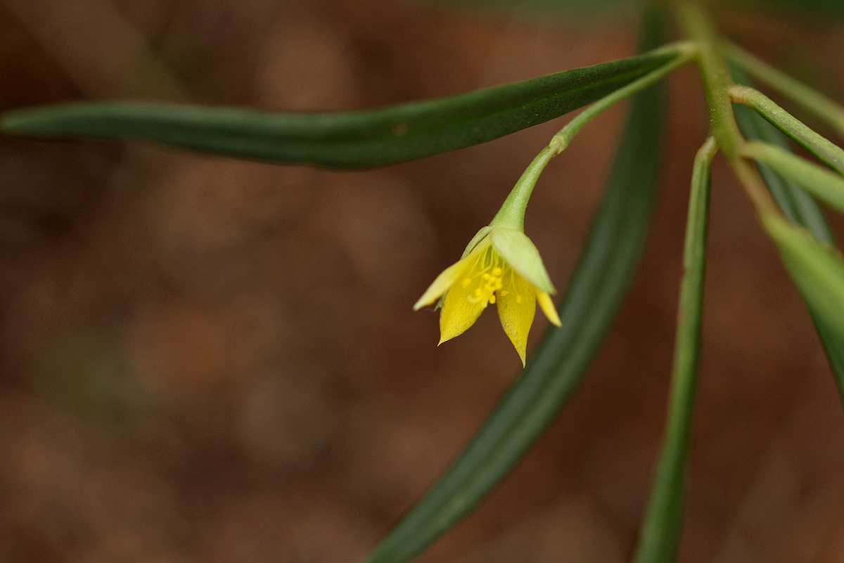Talinum tenuissimum