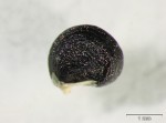 Talinum tenuissimum