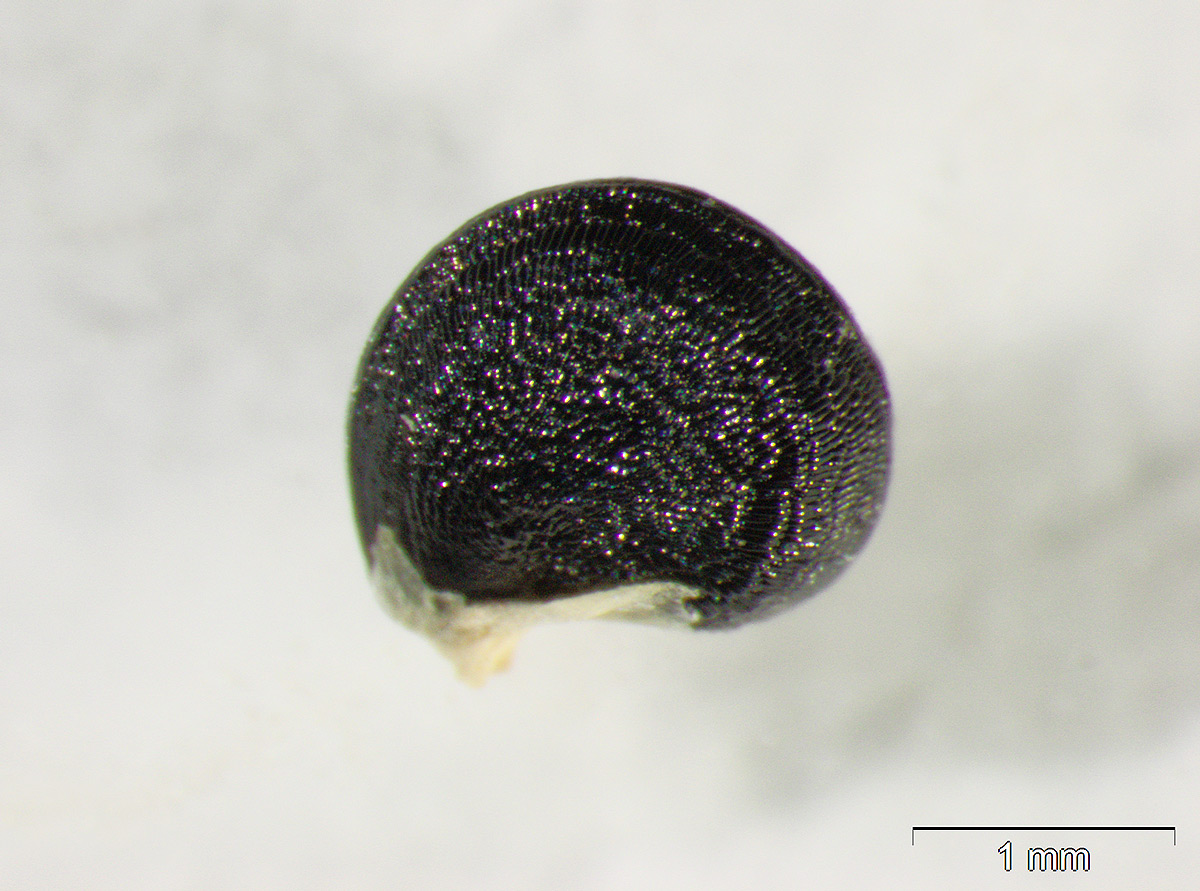 Talinum tenuissimum