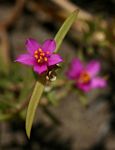 Portulaca kermesina
