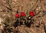 Portulaca kermesina
