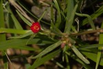 Portulaca kermesina