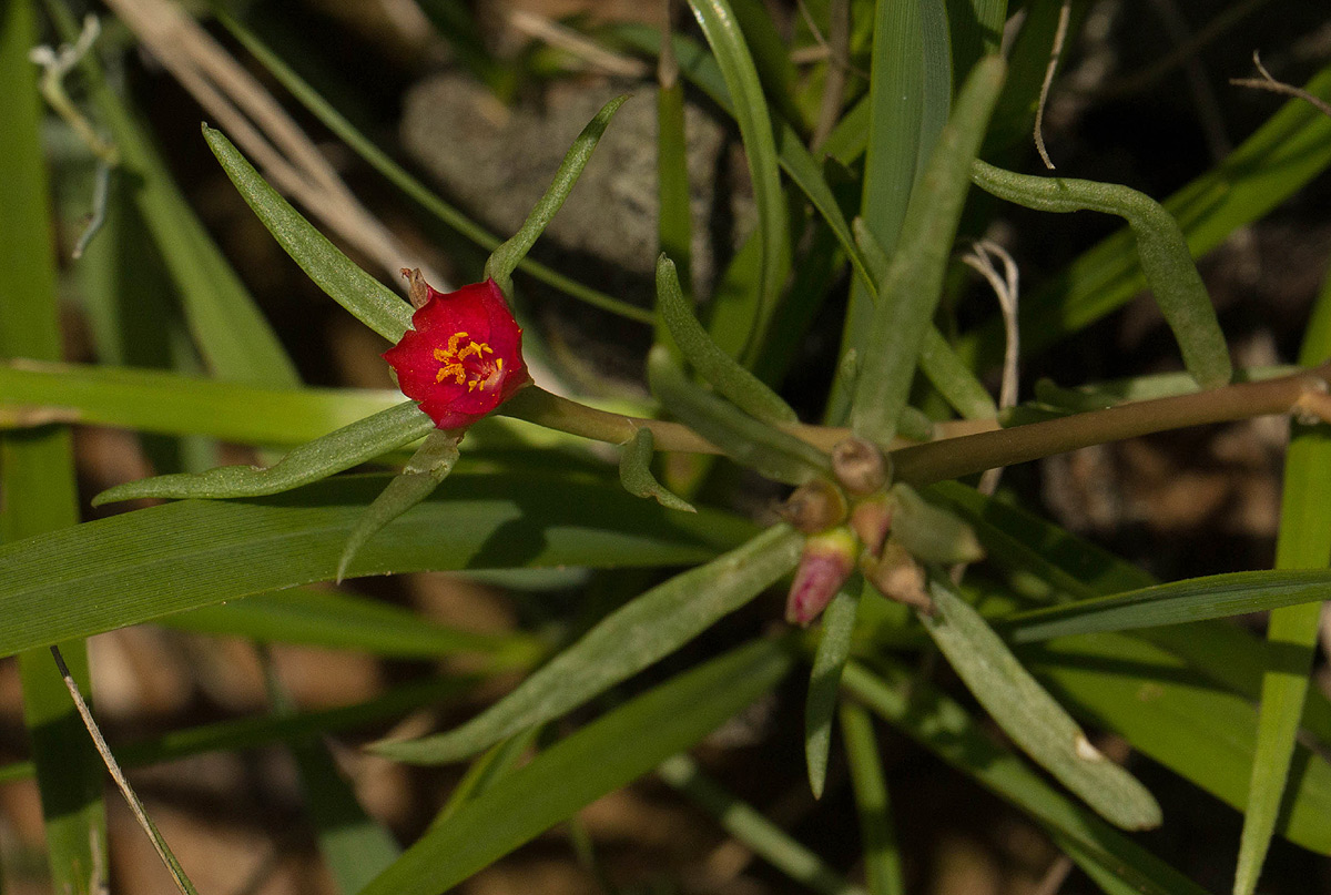 Portulaca kermesina