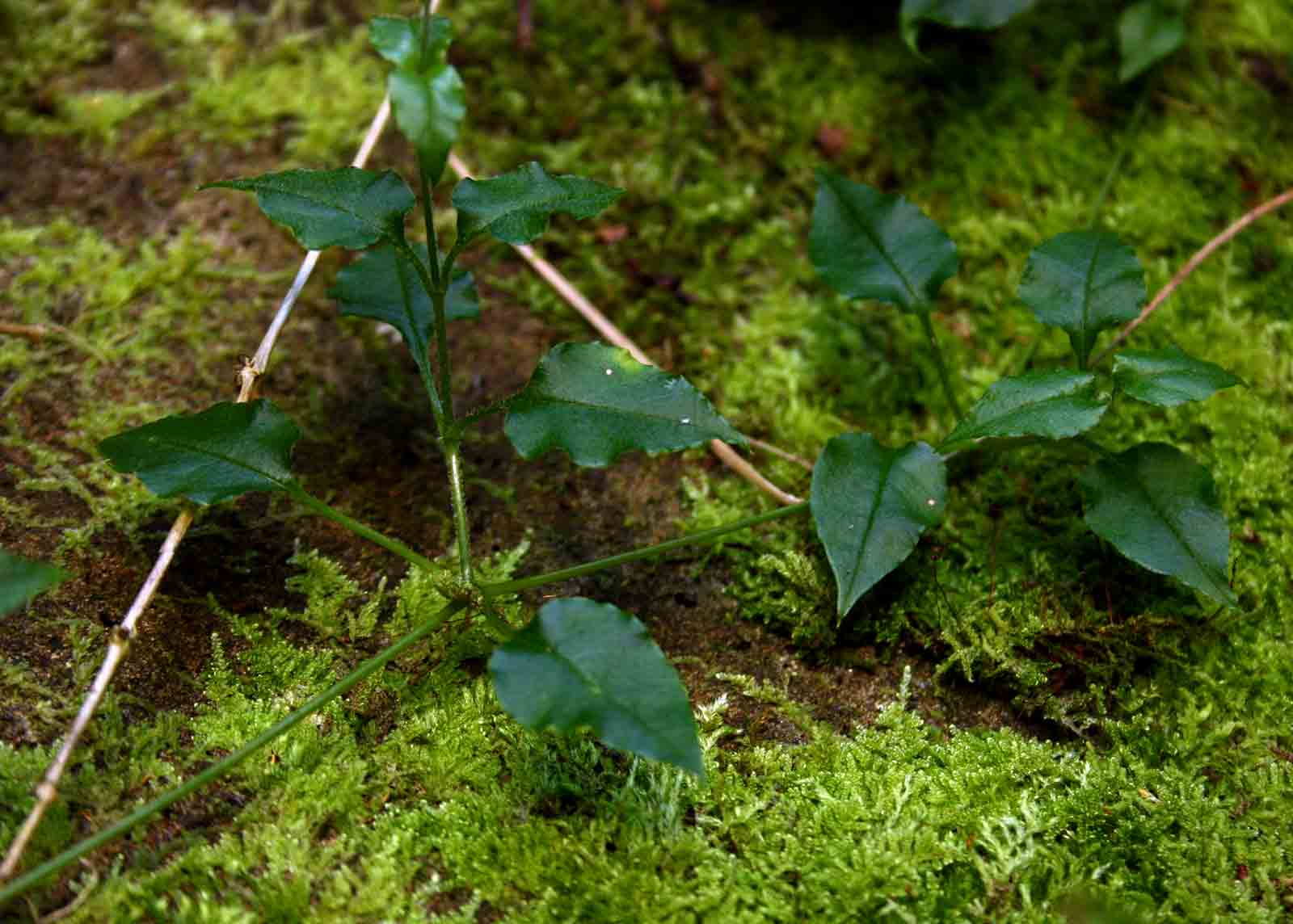 Stellaria mannii