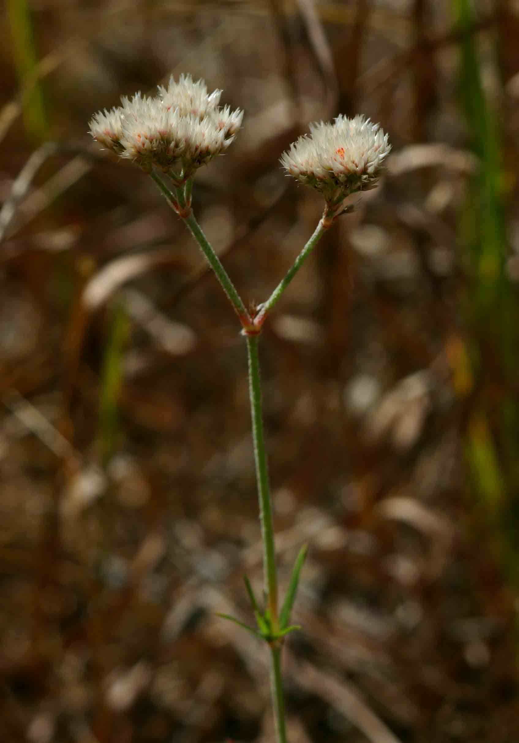 Polycarpaea corymbosa