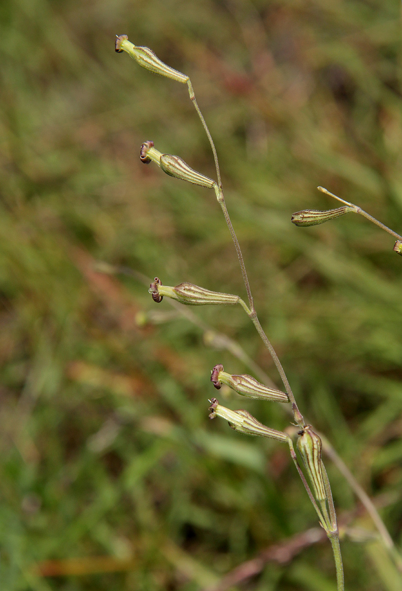 Silene burchellii var. angustifolia