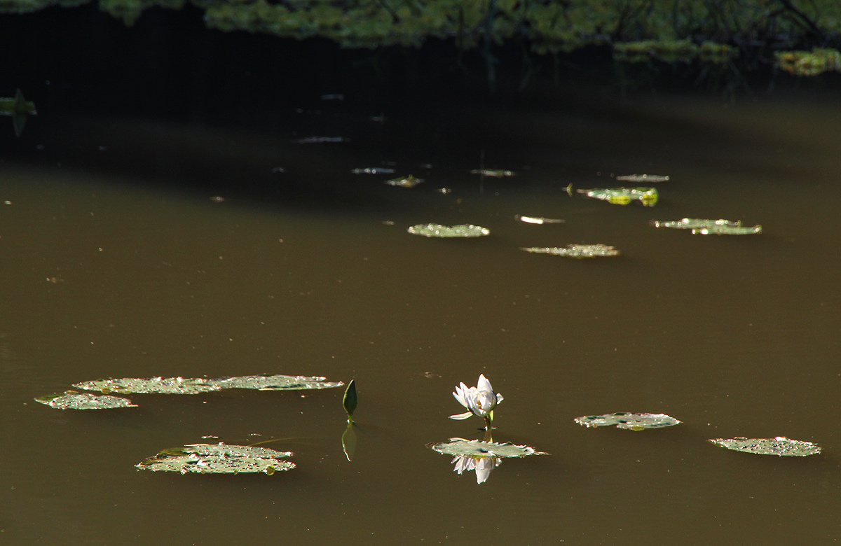 Nymphaea nouchali var. caerulea