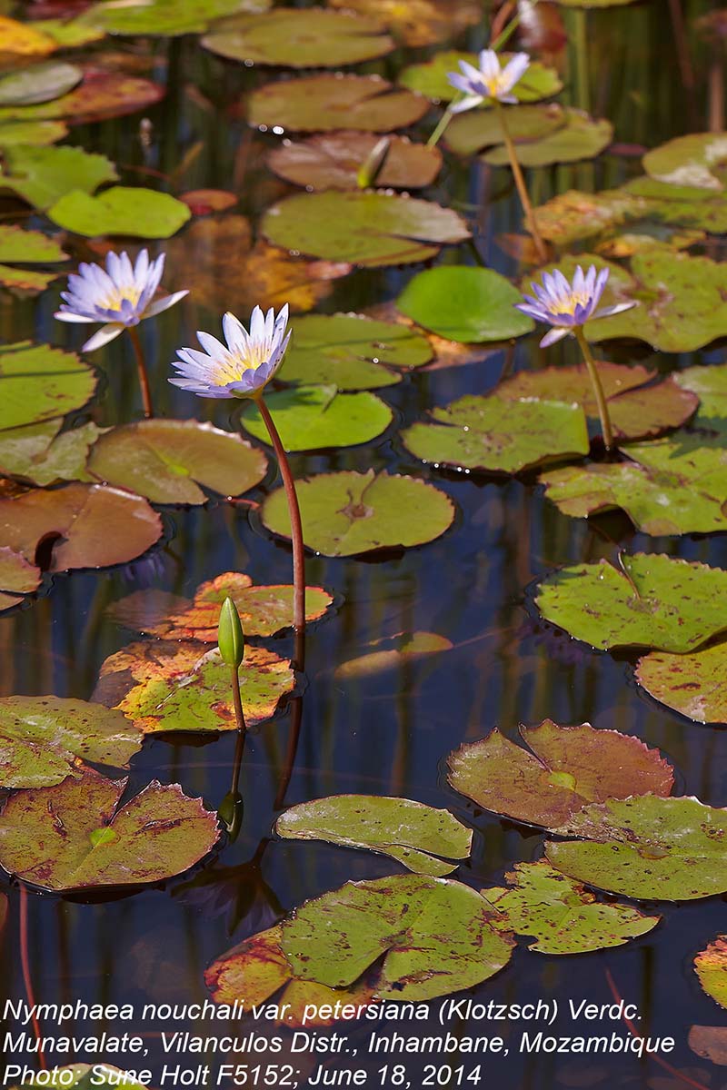 Nymphaea nouchali var. petersiana