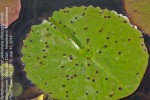 Nymphaea nouchali var. petersiana