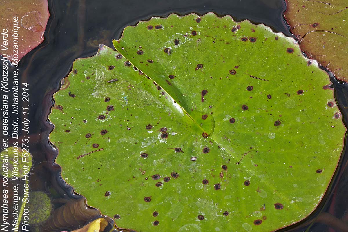Nymphaea nouchali var. petersiana