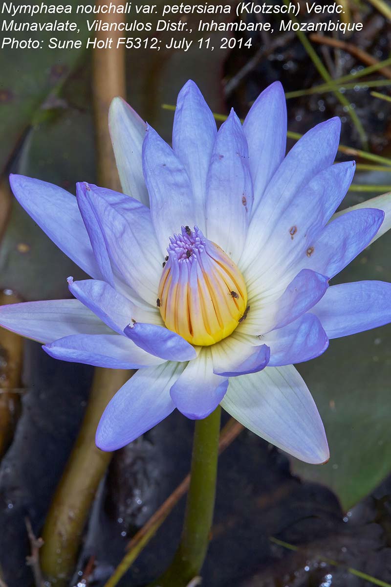 Nymphaea nouchali var. petersiana