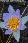 Nymphaea nouchali var. petersiana